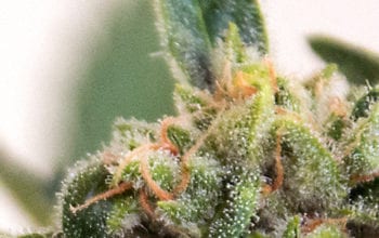 Close up of marijuana bud anatomy | Dockside Cannabis