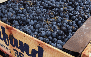 Close up of grapes in a wooden crate | Dockside Cannabis