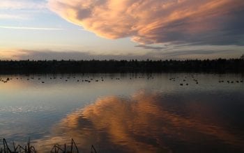 View of a body of water with trees in the background and clouds | Dockside Cannabis