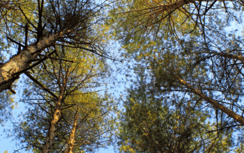 terps-blog-header-14