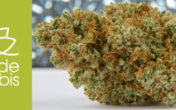 Close up of a cannabis nug | Dockside Cannabis