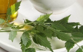 blog-header-neem2-04