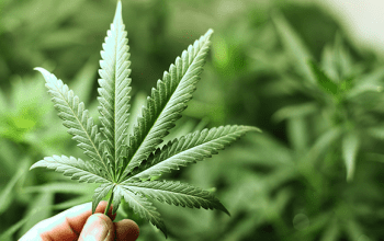 Close up of a marijuana leaf | Dockside Cannabis