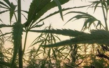 Cannabis leaves with sunset in the background | Dockside Cannabis