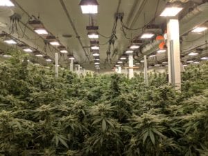 Inside a cannabis plant facility with cannabis plants | Dockside Cannabis