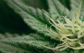 Green marijuana plant close up header | Dockside Cannabis