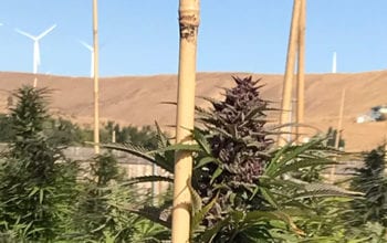 Cannabis plant growing outdoors near wind turbines | Dockside Cannabis