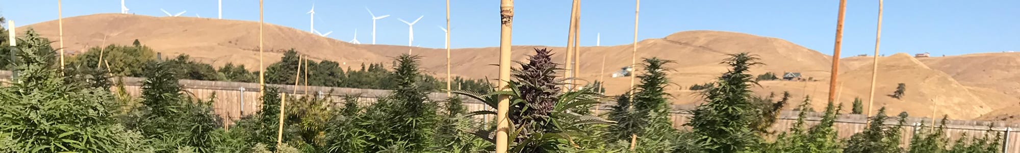 Indoor Vs Outdoor Cannabis Blog Dockside Cannabis