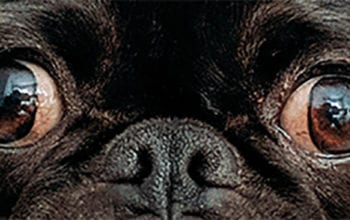 Close up of pug dog face | Dockside Cannabis