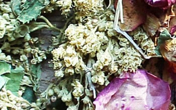 Close up of marijuana bud blend | Dockside Cannabis