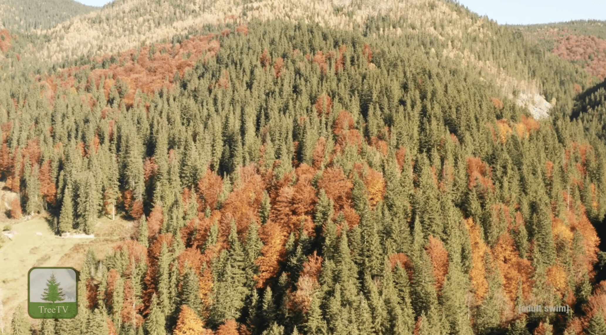 bird's eye view of forest | Dockside Cannabis