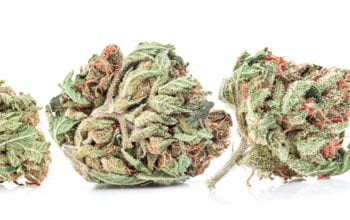 Marijuana buds against a white background | Dockside Cannabis