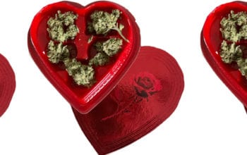 Marijuana plant in red heart-shaped box for Valentine's Day | Dockside Cannabis