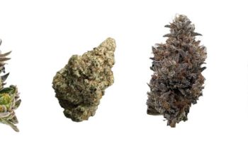 Variety of marijuana bud strains | Dockside Cannabis